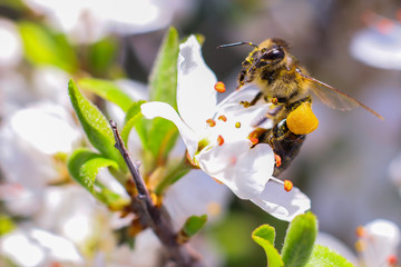 Bee in cherry tree white flowers.  Blossoming cherry tree branch. Honey Bee On Cherry Flowers