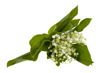 Obraz premium Lily of the valley flowers isolated on white background
