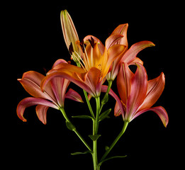 Lily flowers isolated on black background