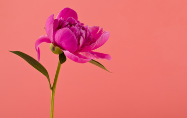 Peonies flowers on a pink background