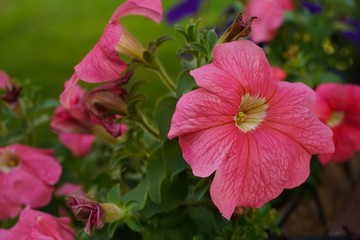 Petunia flowers / Spring gardening , selective focus