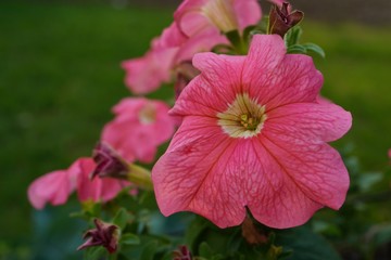 Fototapeta premium Petunia flowers / Spring gardening , selective focus