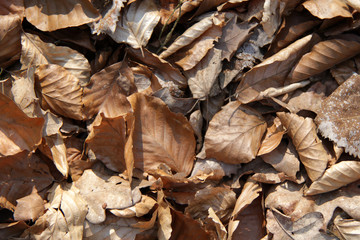 dry linden leaves background