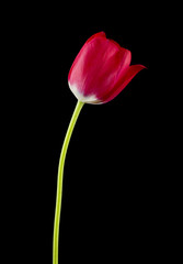 Red tulips isolated on black background close up. Spring flowers.