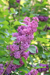 Beautiful blooming spring lilac on a beautiful background