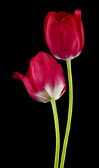 Red tulips isolated on black background close up. Spring flowers.
