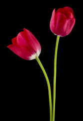 Tulips flowers isolated on black background