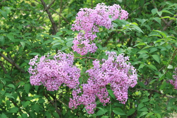 Beautiful blooming spring lilac on a beautiful background