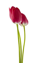 Red tulips isolated on white background close up. Spring flowers.