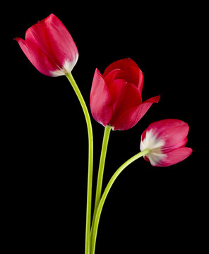 Tulips flowers isolated on black background