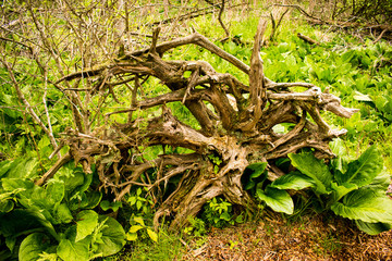 an uprooted tree laying in the woods