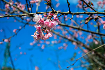  Wild Himalayan Cherry blossom