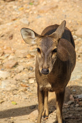  barking deer on nature