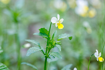 Beautiful spring flowering meadow of fresh flowers