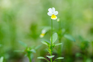 Beautiful spring flowering meadow of fresh flowers