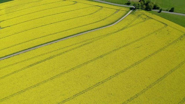 Aerial view, flight over agriculture with cereal fields and rapeseed cultivation, Sch&ouml;ffengrund, Schwalbach, Hochtaunuskreis, Hesse, Germany