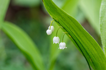 Beautiful spring blooming lilies of the valley with drops of flowers dew