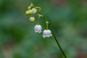 Beautiful spring blooming lilies of the valley with drops of flowers dew