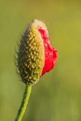Gossip poppy bud