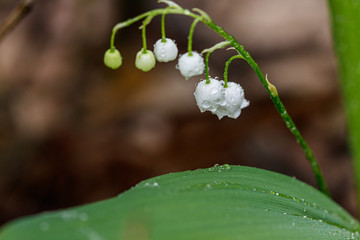 Beautiful spring blooming lilies of the valley with drops of flowers dew