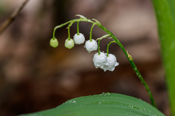 Beautiful spring blooming lilies of the valley with drops of flowers dew