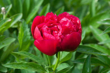Burgeoning red peony