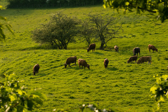 Kuh Bullen auf einer gr&uuml;nen Weide, K&uuml;he, Rinder, Landwirtschaft