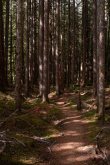 A beautiful woodland walk in dappled forest in the Olympic National Park, Washington State, USA, nobody in the image