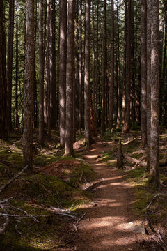 A beautiful woodland walk in dappled forest in the Olympic National Park, Washington State, USA, nobody in the image © Steve Ford Images