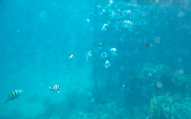 sea fish near coral, underwater