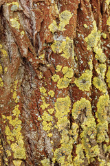 Natural wooden texture. bark of a tree