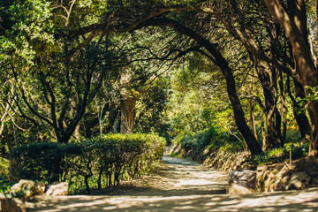Beautiful panorama of green city park at dawn