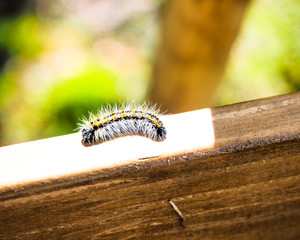 caterpillar