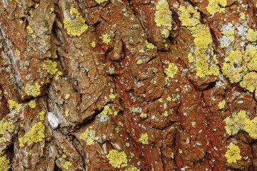 Natural wooden texture. bark of a tree