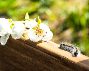 caterpillar