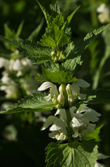 White dead-nettle flowers