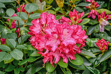 Fototapeta premium Deep pink flowered rhododendron