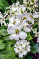 White flowers of the dogwood tree