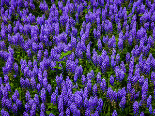 Fototapeta premium Lavender in Bloom
