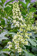 Oakleaf hydrangea (Hydrangea quercifolia) in bloom