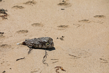 Toter Fisch Kugelfisch am Strand