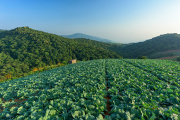 Fototapeta na wymiar Cabbage field at morning in Thailand