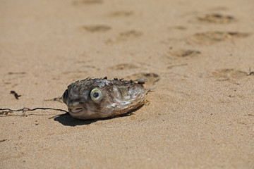 Toter Fisch Kugelfisch am Strand