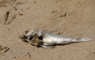 Toter Fisch Fischkopf Fischskelett am Strand