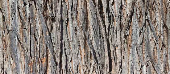 Coarse old ornamental plaster, close-up.