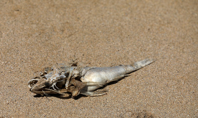 Toter Fisch Fischkopf Fischskelett am Strand
