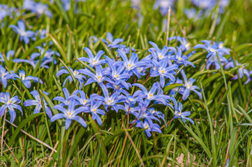 Blue and yellow flowers in green grass.