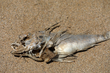 Toter Fisch Fischkopf Fischskelett am Strand