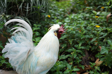 rooster on farm