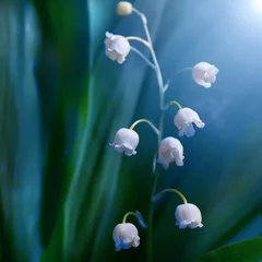 Zelfklevend Fotobehang Lily of the valley flower, closeup. Floral background © Andrii